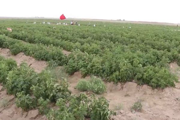 د اټکل له مخې؛ طالبان وایي سږکال به په هرات کې ۲۰زره ټنه د کچالو حاصلات راټول شي