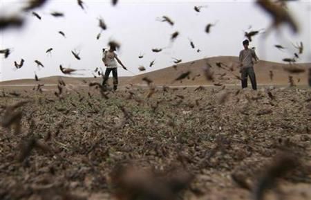 سازمان امدادرسان: هجوم ملخ‌ها و کاهش کمک‌ها میلیون‌ها افغان‌ را با گرسنگی مواجه کرده است