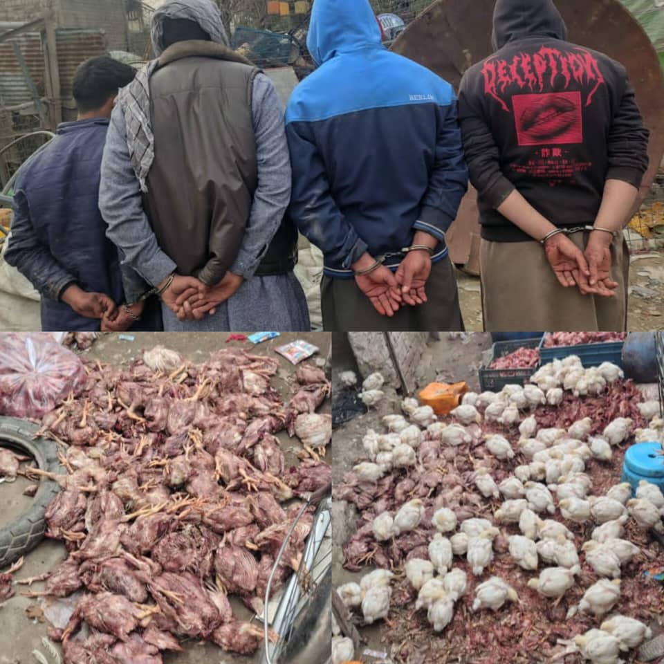 طالبانو په ننګرهار کې ۴ کسان د مردارو چرګانو د پلور په تور نیولي