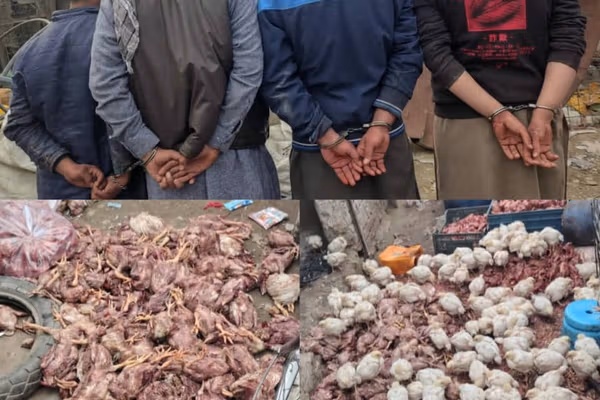 طالبانو په ننګرهار کې ۴ کسان د مردارو چرګانو د پلور په تور نیولي