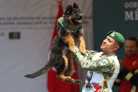پس از جان باختن سگ امدادگر در عملیات نجات، ترکیه به نشانه قدردانی سگی به مکسیکو تحفه داد