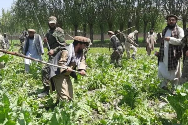 Poppy Eradication Operations Begin In Darayim & Argo Districts, Says Taliban
