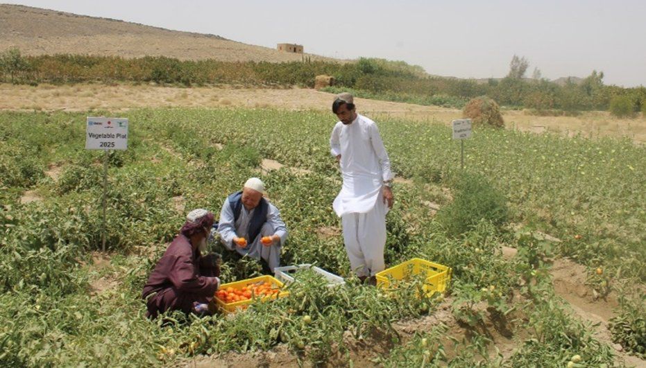 د ملګرو ملتونو د نشه‌يي توکو او جرمونو اداره: د افغانستان په کرنیزو حاصلاتو زیاتوالی راغلی