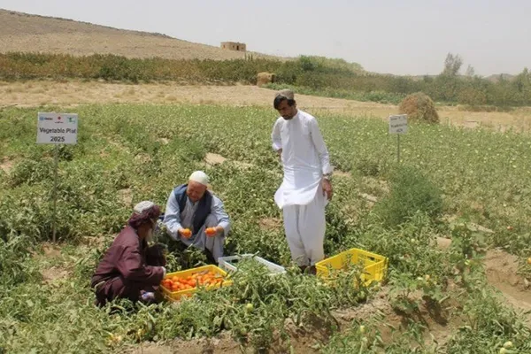 د ملګرو ملتونو د نشهيي توکو او جرمونو اداره: د افغانستان په کرنیزو حاصلاتو زیاتوالی راغلی