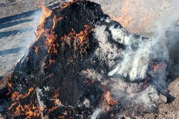 طالبان وایي په روزګان کې یې تر زر کیلوګرامه ډېر ومان سوځولي دي