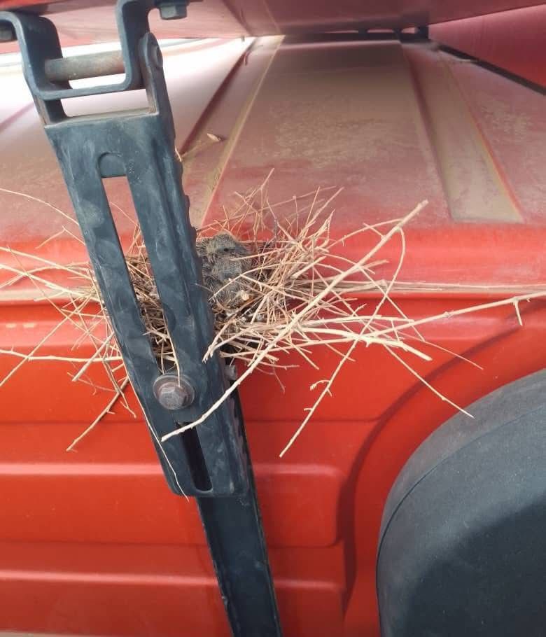 د طالبانو د بېغورۍ له کبله د سوداګرو په موټرو کې مرغانو ځالې