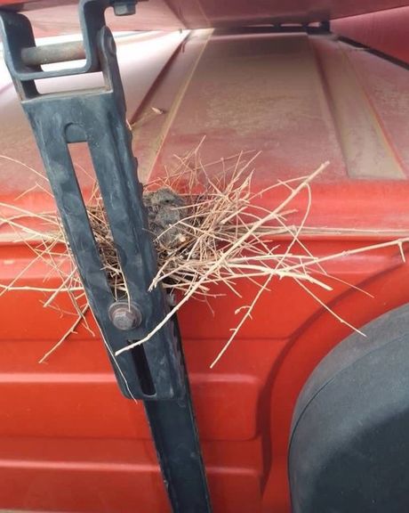 د طالبانو د بېغورۍ له کبله د سوداګرو په موټرو کې مرغانو ځالې