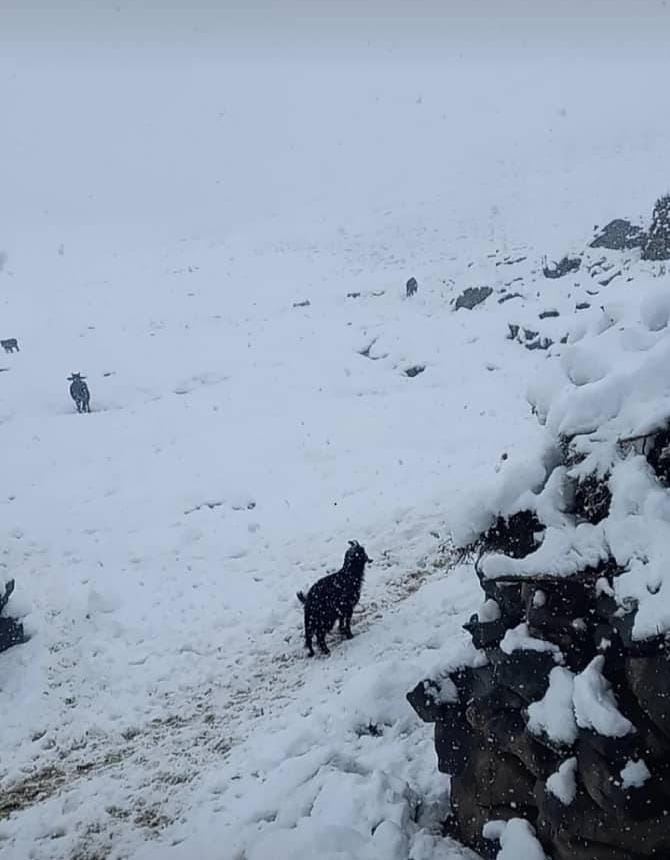 مقام‌های طالبان می‌گویند برف و تندباد تابستانی در پنجشیر صدها راس حیوان را تلف کرده است