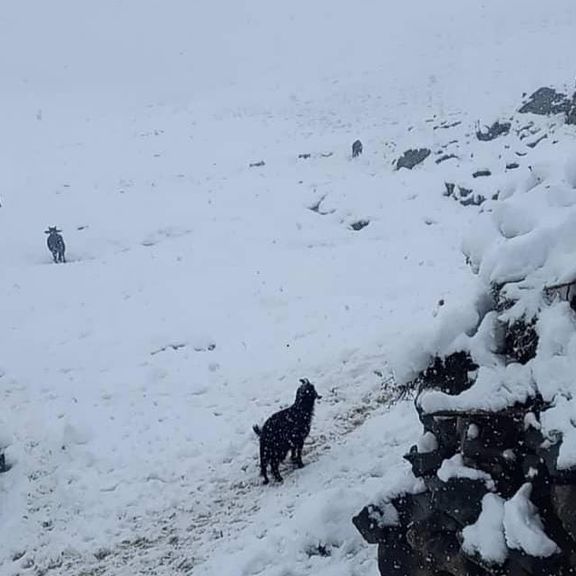 مقامهای طالبان میگویند برف و تندباد تابستانی در پنجشیر صدها راس حیوان را تلف کرده است