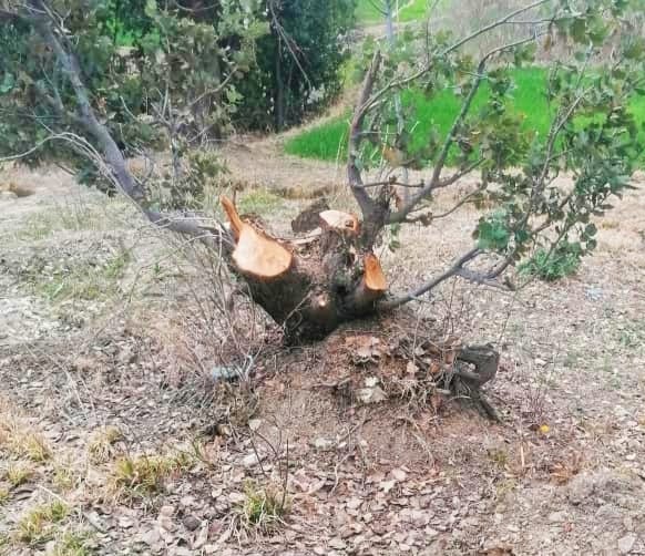 طالبانو په څلورو ولایتونو کې د «غلا، وسلو لېږد او ځنګلونو پرې کولو» په تور ۱۱کسان نیولي دي