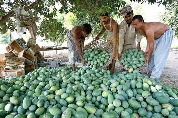 پاکستان د افغانستان له لارې منځنۍ اسیا او نورو هېوادونو ته د ۹۰ میلیونه ډالرو امونه استوي