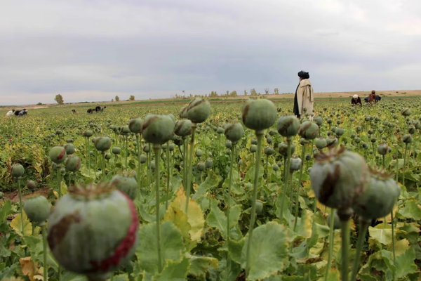 Taliban Urge UN To Back Alternative Poppy Cultivation & Drug Treatment In Afghanistan