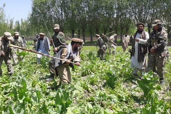 بدخشان کې د کوکنارو کرنیزې ستونزې؛ د خلکو پخواني استازي طالبان په دوهګوني چلند تورنوي