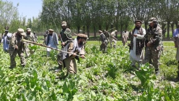 بدخشان کې د کوکنارو کرنیزې ستونزې؛ د خلکو پخواني استازي طالبان په دوهګوني چلند تورنوي