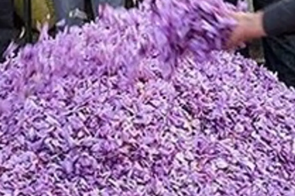 Iranian Official Claims Massive Saffron Smuggling To Afghanistan