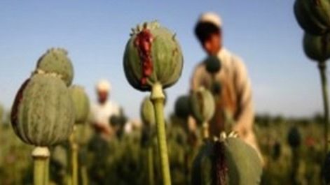 افغانستان کې پر کوکنارو بندیز د مصنوعي اپینو د تولید ګواښ ډېر کړی