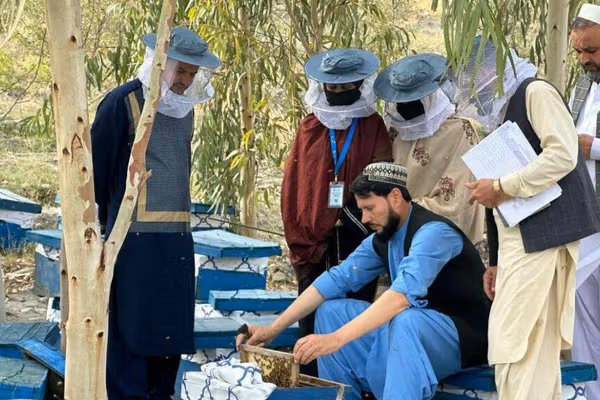 د طالبانو د کرنې وزارت وایي د هېواد په کچه د شاتو مچیو ۳۰زره فارمونه جوړ شوي