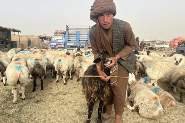 د روغتیا نړیوال سازمان سپارښتنه؛ په لوی اختر کې د قربانۍ پر مهال روغتیايي اصول مراعات کړئ