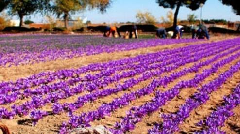 مقام ایرانی: هر ماه ۱۰ تن زعفران به گونه قاچاق از ایران خارج می‌شود