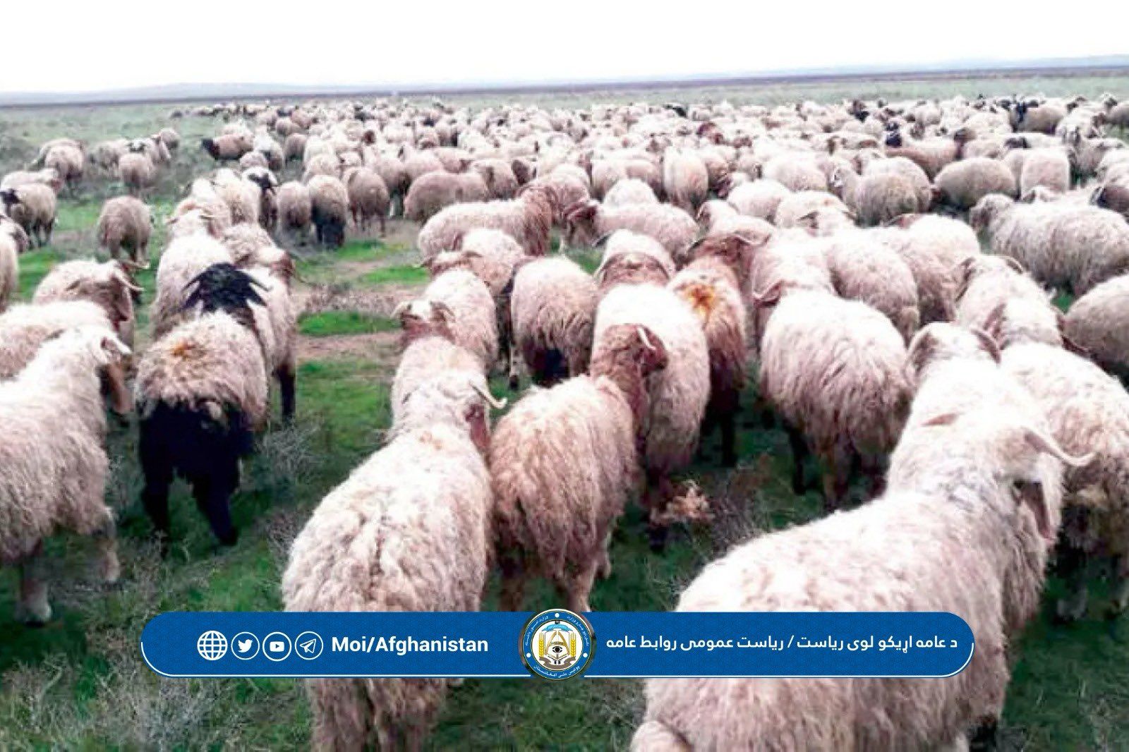 طالبان وايي چې په کندهار کې یې د ۵۸۰ پسونو د قاچاق مخه نیولې ده