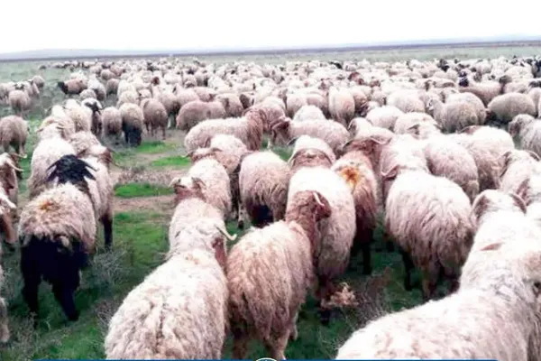 طالبان وايي چې په کندهار کې یې د ۵۸۰ پسونو د قاچاق مخه نیولې ده