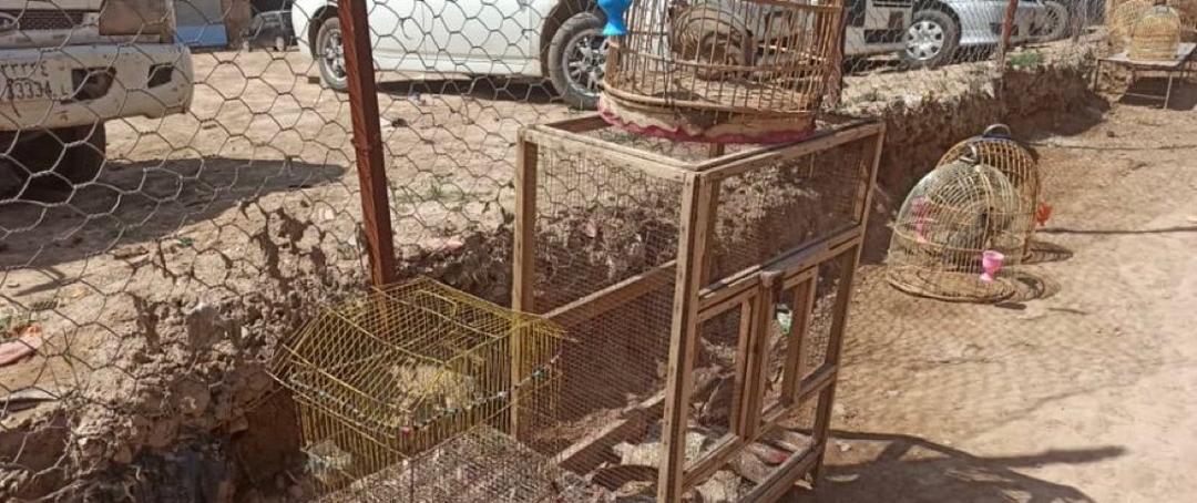 طالبان وایي هرات کې یې لسګونه وحشي مرغان له خلکو ټول او طبیعت ته خوشې کړي