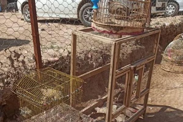 طالبان وایي هرات کې یې لسګونه وحشي مرغان له خلکو ټول او طبیعت ته خوشې کړي