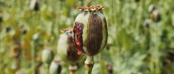 اوج تاریخی قیمت تریاک در افغانستان؛ سازمان ملل میگوید بهای هر کیلو تریاک ۷۵۰ دالر شد