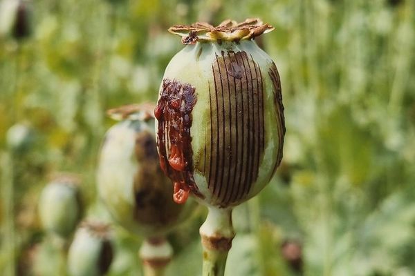 UN Warns Of Record Opium Prices In Afghanistan As Production Declines