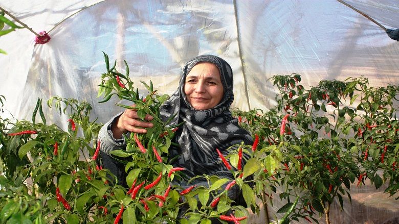 ملګري ملتونه افغان راستنېدونکو ته د کوچنيو کاروبارونو لپاره پورونه ورکوي