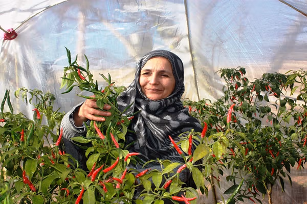 ملګري ملتونه افغان راستنېدونکو ته د کوچنيو کاروبارونو لپاره پورونه ورکوي