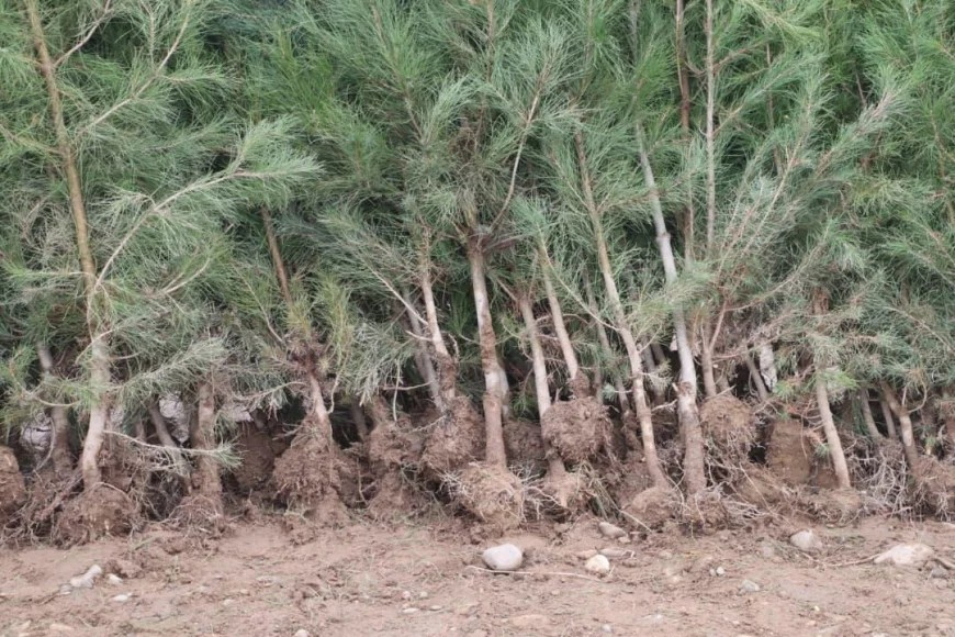 تېر کال په افغانستان کې ۱۷ میلیونه نیالګي کېنول شوي او سږ کال ۹ میلیونه په پام کې دي