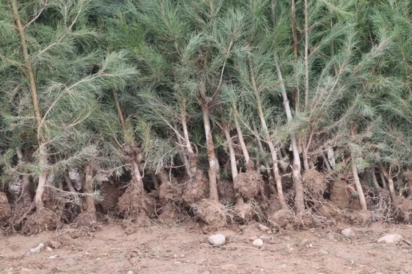 تېر کال په افغانستان کې ۱۷ میلیونه نیالګي کېنول شوي او سږ کال ۹ میلیونه په پام کې دي