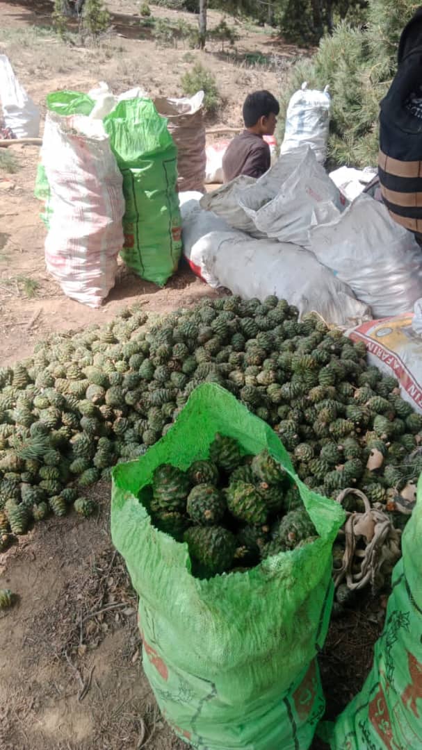 طالبان: سږکال به د ننګرهار د جڼغوزیو له ځنګلونو څخه ۱۴۰ ټنه حاصلات راټول شي