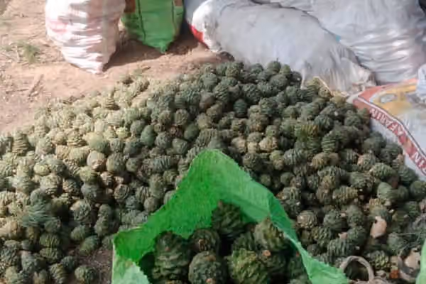 طالبان: سږکال به د ننګرهار د جڼغوزیو له ځنګلونو څخه ۱۴۰ ټنه حاصلات راټول شي