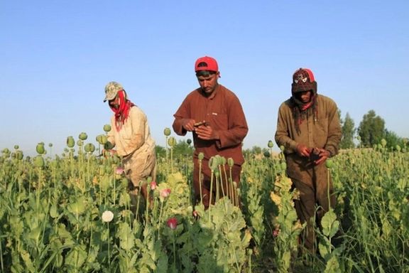 ایران تر اوږده بندیز وروسته په قانوني ډول دغه هېواد کې د کوکنارو کښت ته اجازه ورکړه