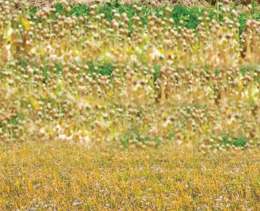 سازمان ملل می‌گوید کشاورزان افغان که کوکنار کشت می‌کردند، نیاز به حمایت دارند