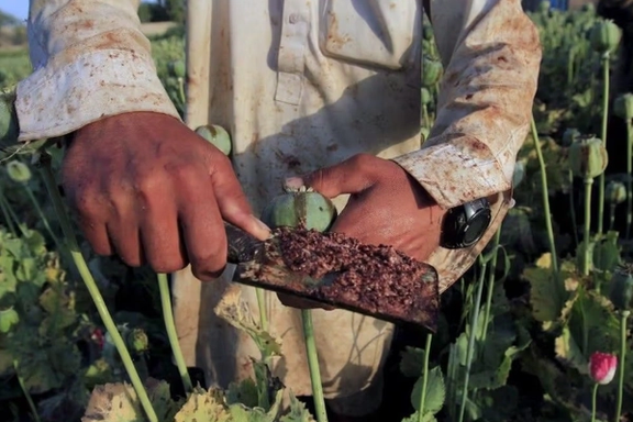 الأمم المتحدة: تغيّر المناخ يدفع مزارعي أفغانستان نحو زراعة الأفيون