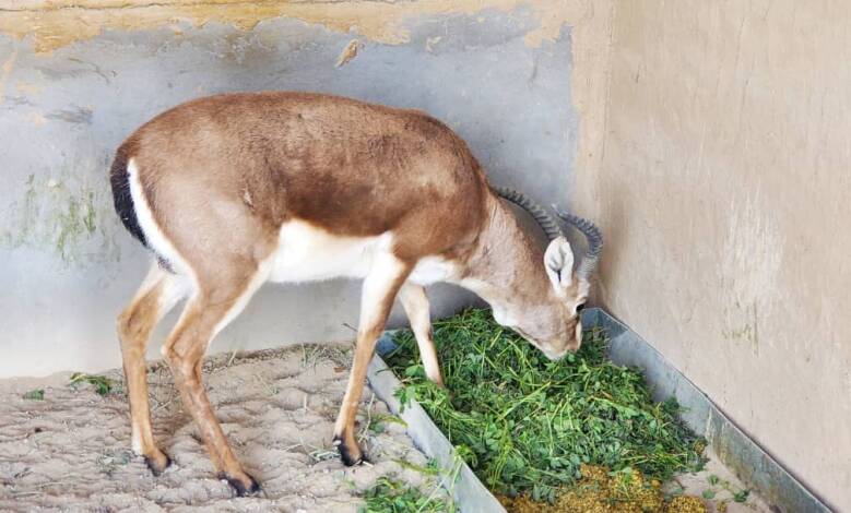 په کندهار کې د نایابو  ژوو د له منځه تلو د مخنیوي په موخه ژوبڼ جوړ شوی