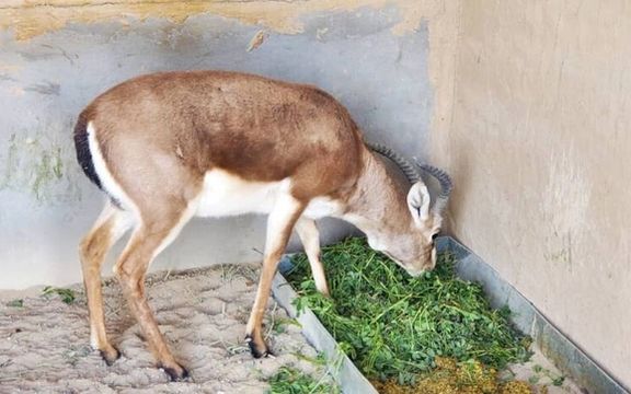 په کندهار کې د نایابو ژوو د له منځه تلو د مخنیوي په موخه ژوبڼ جوړ شوی