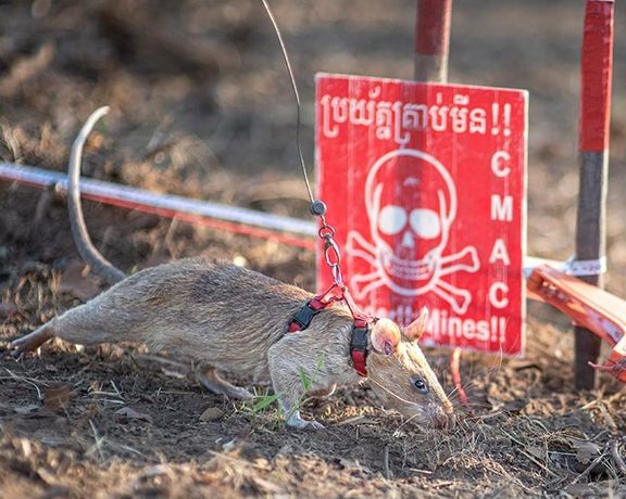 موش مینیاب در کامبوج رکورد گینس برای شناسایی مواد منفجره را به نام خود ثبت کرد