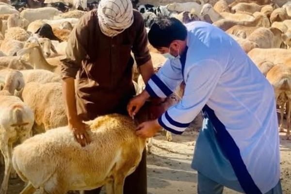 طالبان خواهان کمک روسیه برای واکسین تب برفکی شد