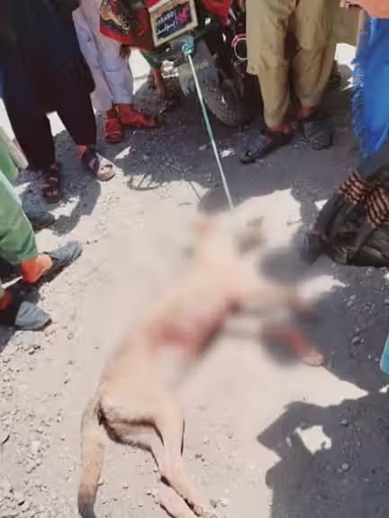 په سمنګان کې د یوه وحشي ځناور په برید کې ۱۹ کسان ټپیان شوي