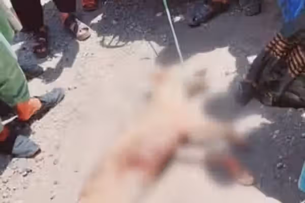 په سمنګان کې د یوه وحشي ځناور په برید کې ۱۹ کسان ټپیان شوي