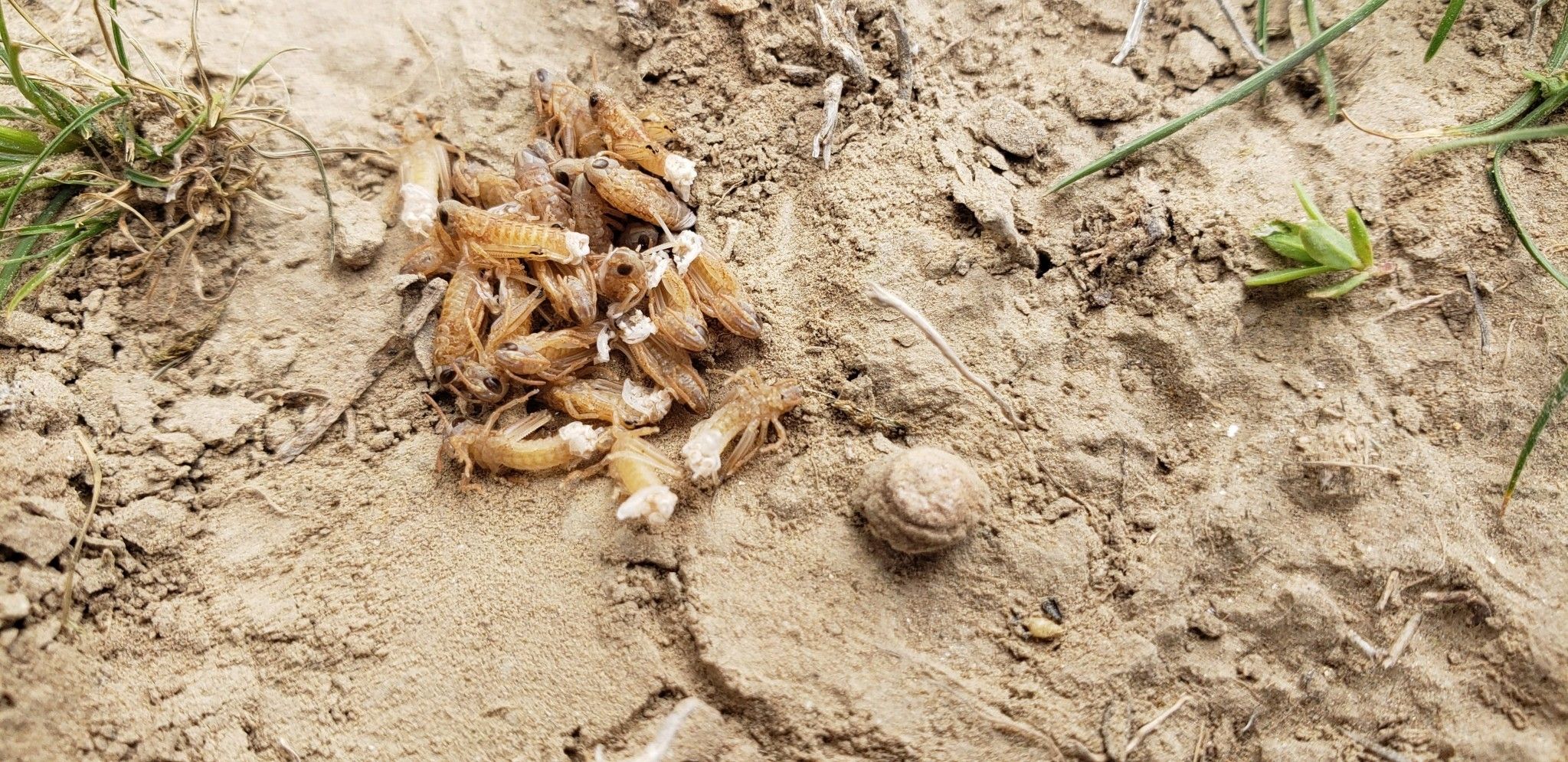 اداره غذا و کشاورزی سازمان ملل از هجوم ملخ‌ها به کشتزارهای شمال افغانستان خبر داد