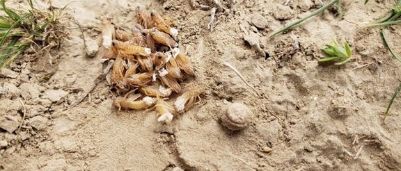 اداره غذا و کشاورزی سازمان ملل از هجوم ملخها به کشتزارهای شمال افغانستان خبر داد