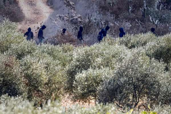 فلسطیني چارواکي: تېره ورځ په لوېدیځه غاړه کې د زیتون پر راټولوونکو ۲۲ بریدونه شوي