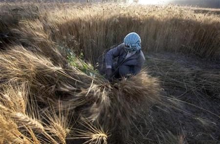 سازمان ملل: تولیدات گندم در افغانستان پاسخگوی ۴۰ درصد نیازهای کشاورزان است