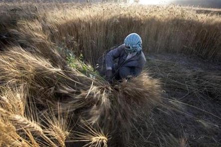 سازمان ملل: تولیدات گندم در افغانستان پاسخگوی ۴۰ درصد نیازهای کشاورزان است
