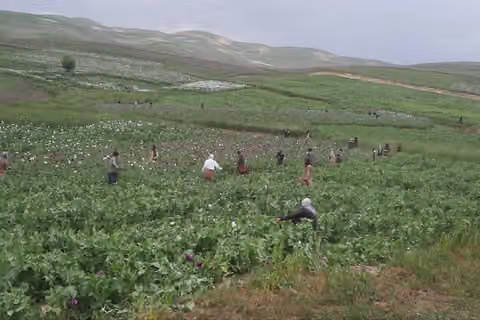فقر کشاورزان به گسترش دوباره کشت خشخاش در افغانستان دامن زده است